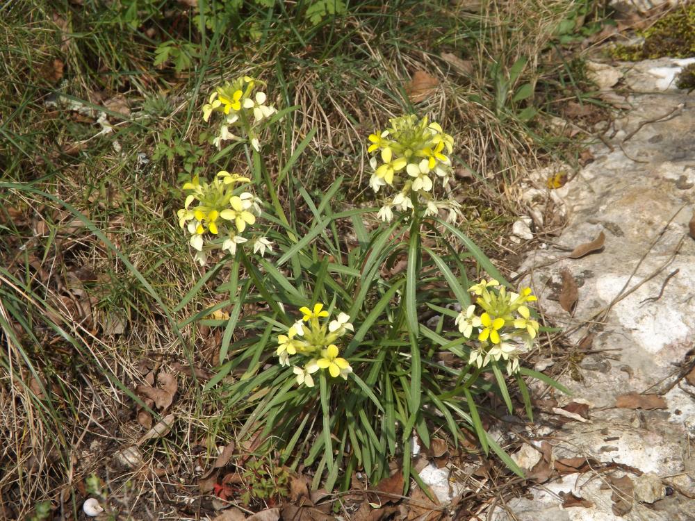 Vélar de Provence Erysimum nevadense subsp. collisparsum (Jord.) P.W.Ball, 1990