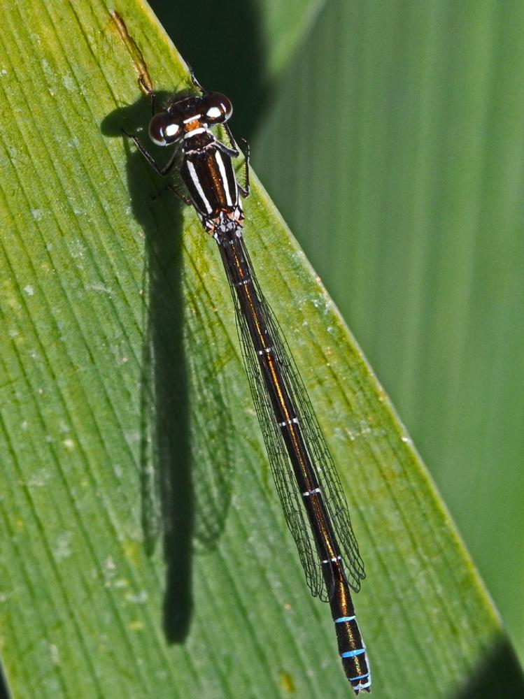 Agrion de Mercure Coenagrion mercuriale (Charpentier, 1840)