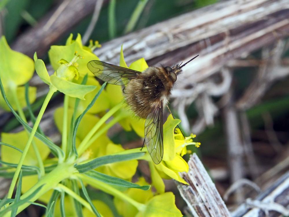  Bombylius Linnaeus, 1758
