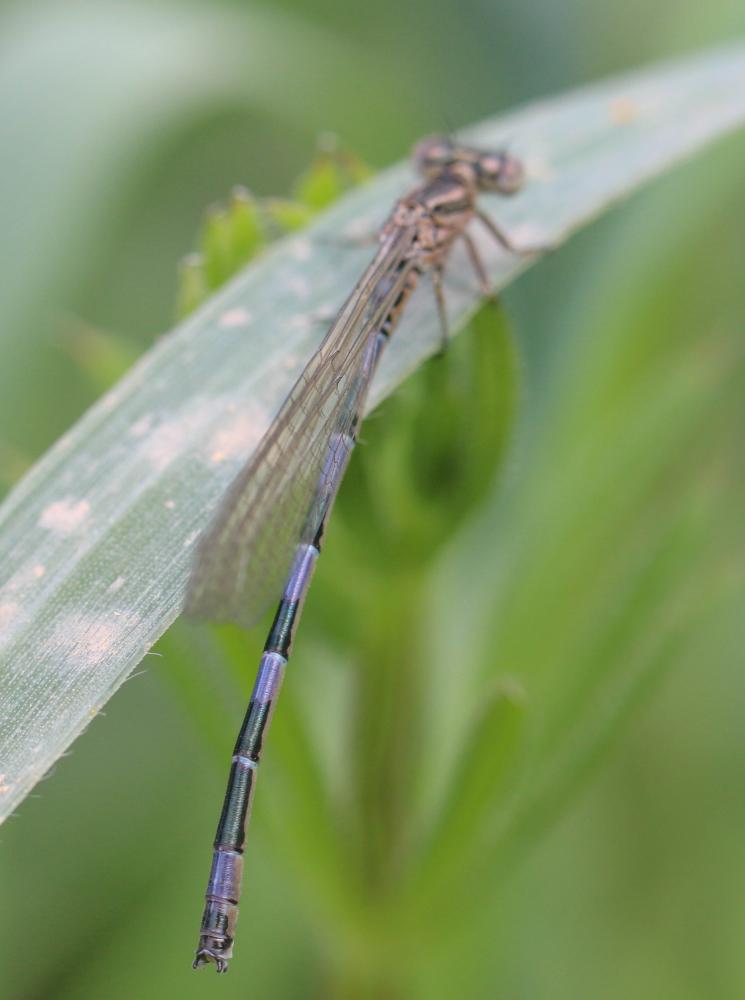 Agrion de Mercure Coenagrion mercuriale (Charpentier, 1840)