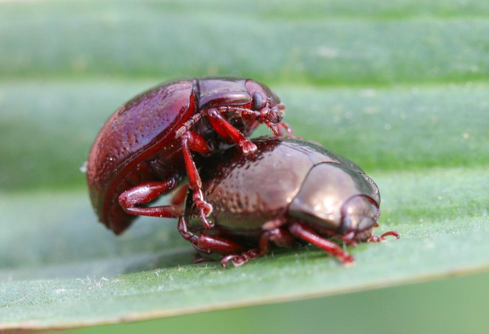 Chrysolina bankii (Fabricius, 1775)