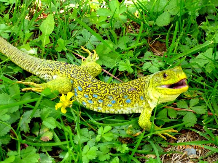 Lézard ocellé Timon lepidus (Daudin, 1802)