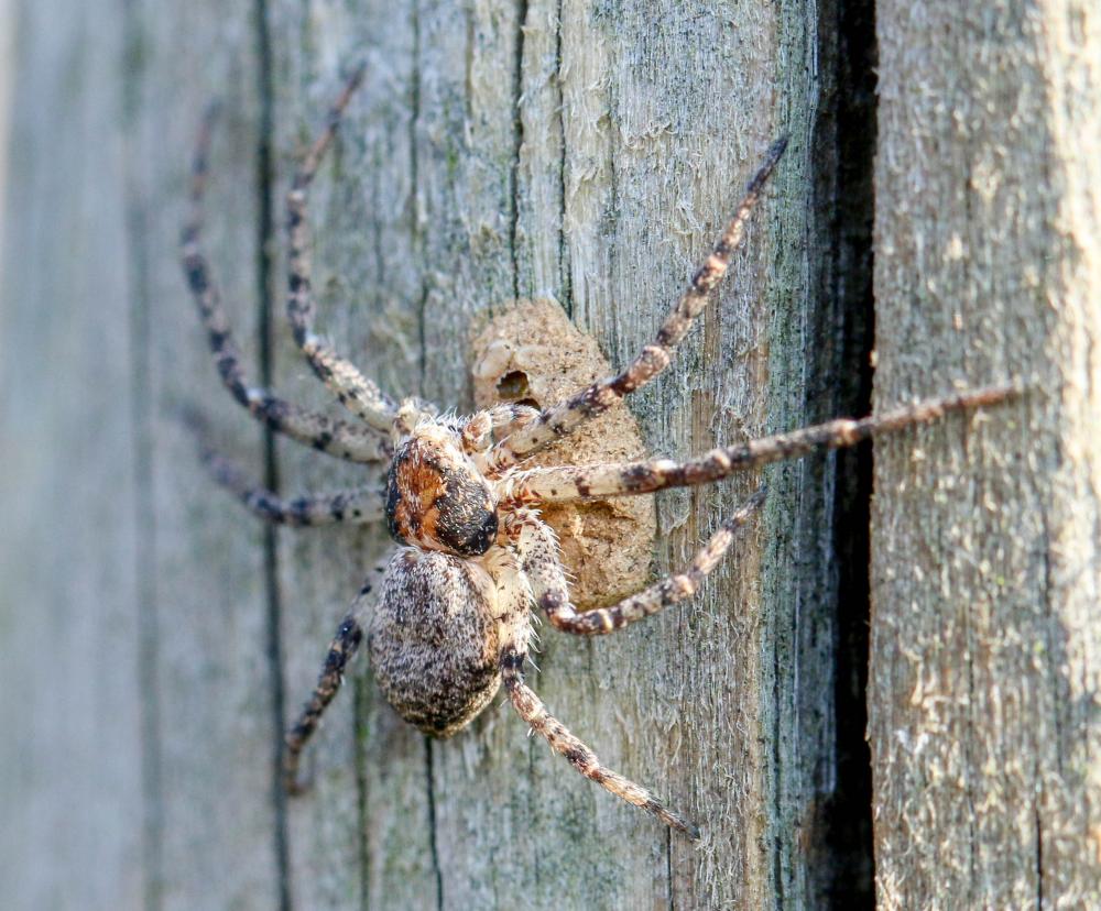  Philodromus 