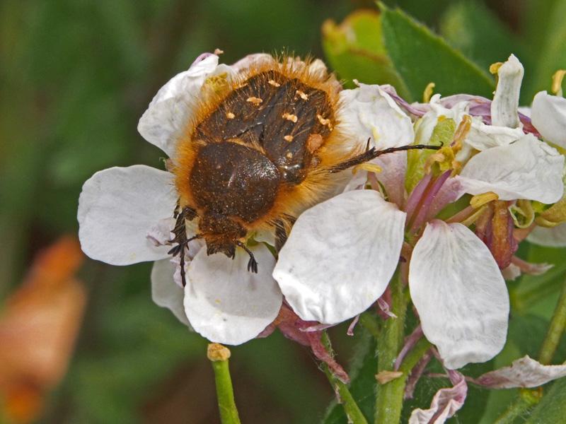 Tropinota hirta (Poda, 1761)