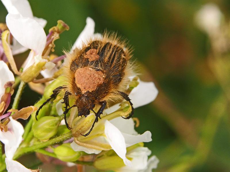 Tropinota hirta (Poda, 1761)