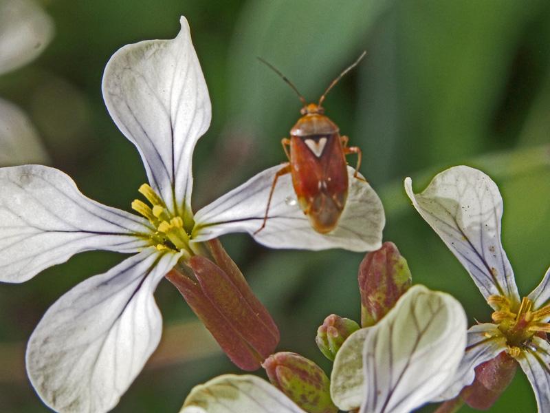 Miridae Hahn, 1831