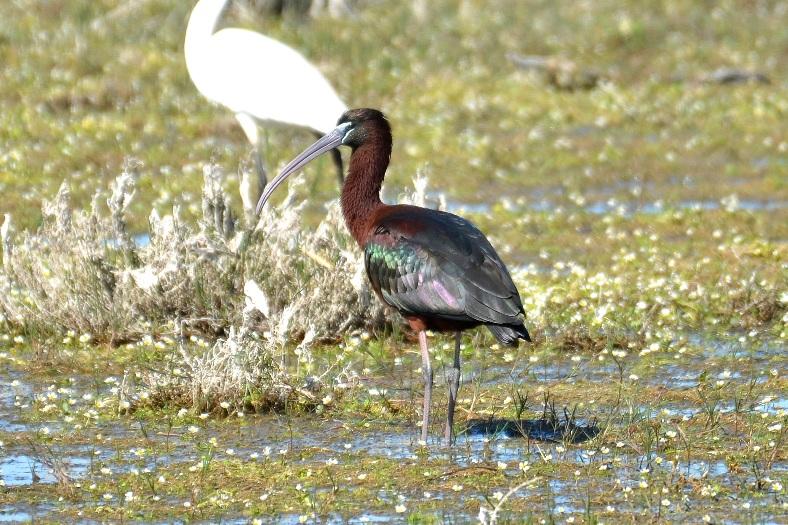 Ibis falcinelle Plegadis falcinellus (Linnaeus, 1766)