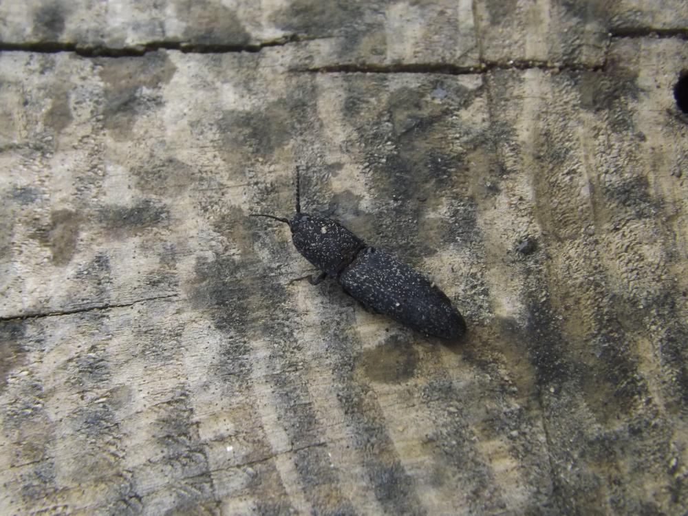  Lacon punctatus (Herbst, 1779)