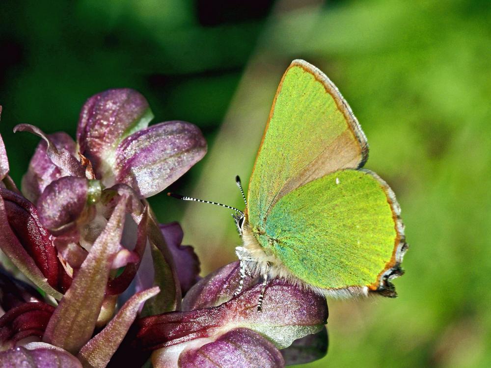 Thécla de la Ronce (La), Argus vert (L') Callophrys rubi (Linnaeus, 1758)