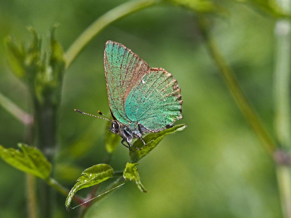 Thécla de la Ronce (La), Argus vert (L') Callophrys rubi (Linnaeus, 1758)