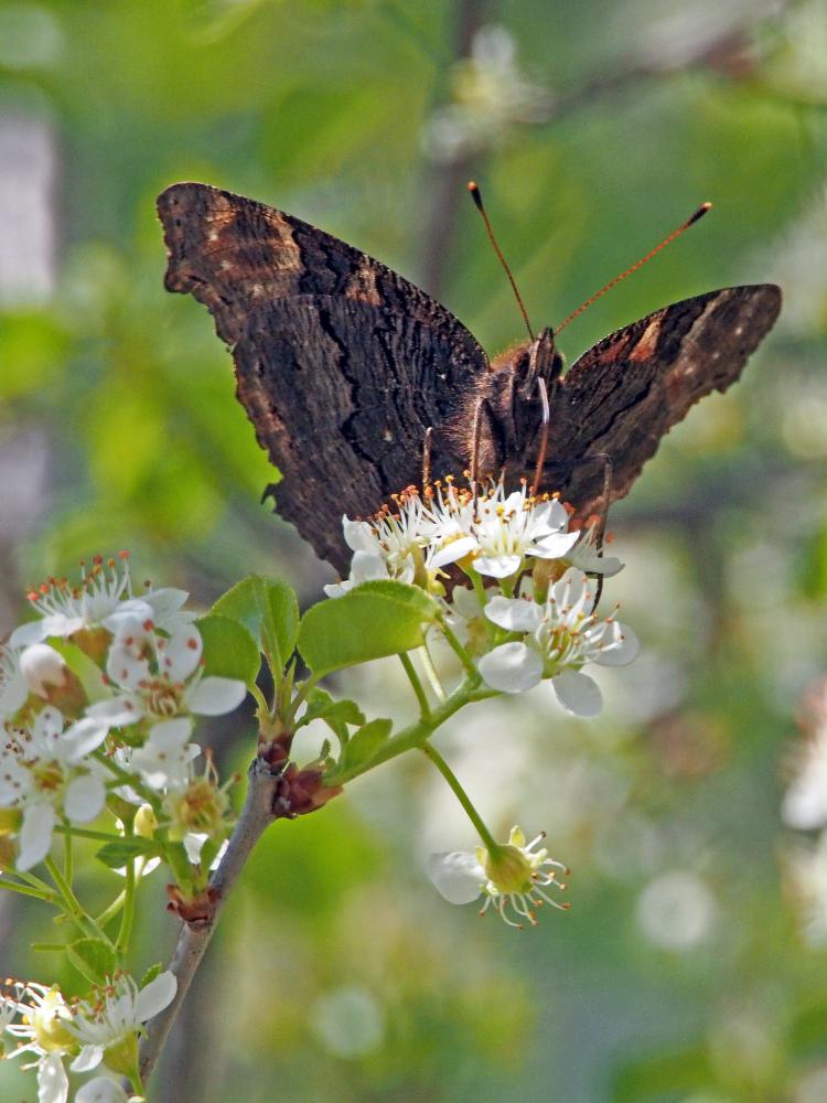 Le Paon-du-jour (Le), Paon de jour (Le), Oeil -de-Pao Aglais io (Linnaeus, 1758)