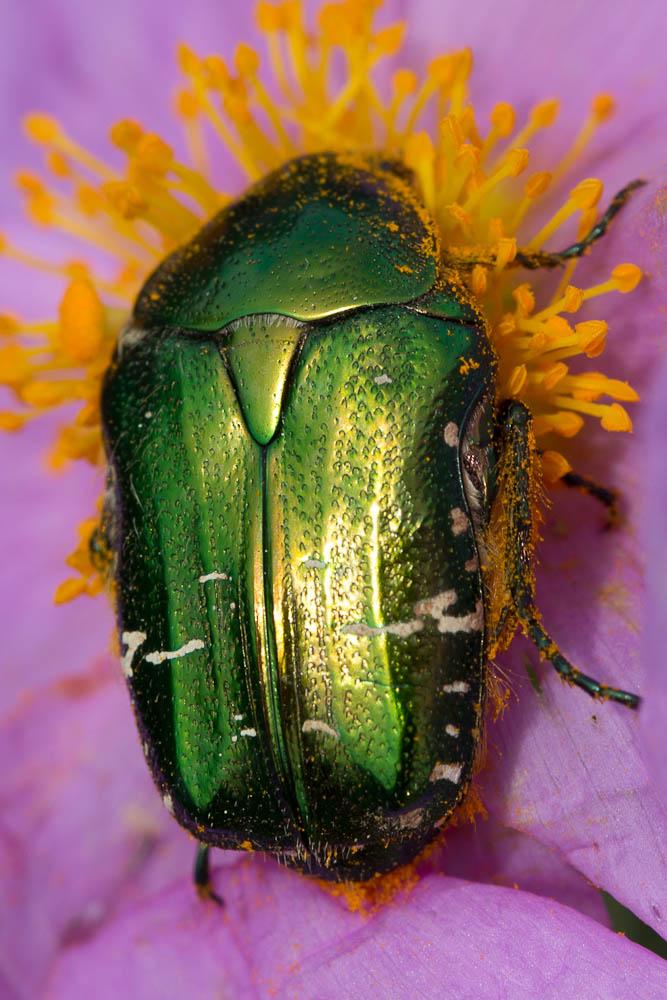 Cétoine dorée (la), Hanneton des roses Cetonia aurata (Linnaeus, 1758)