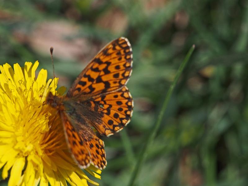 Petite Violette (La), Nacré violet (Le) Boloria dia (Linnaeus, 1767)