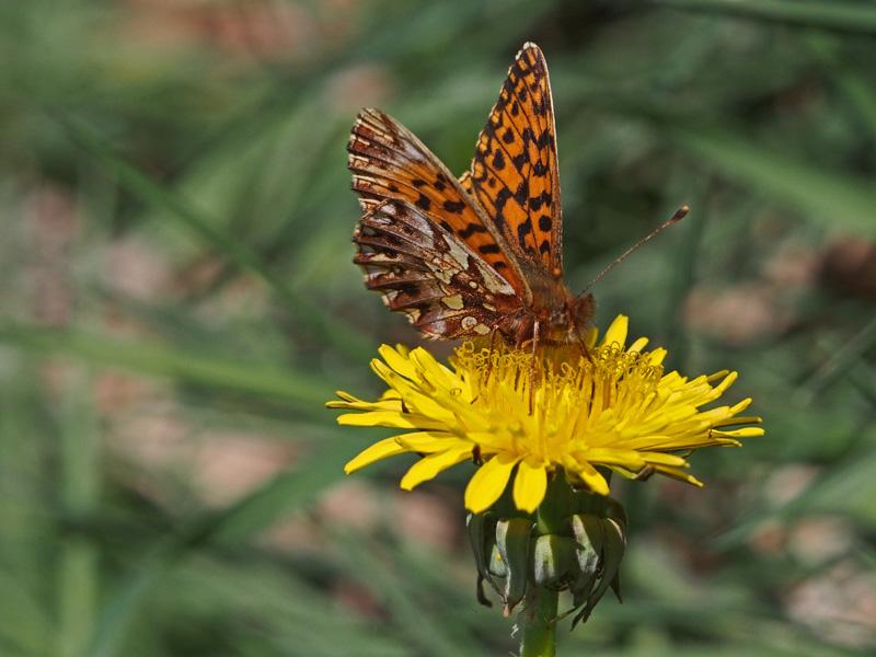 Petite Violette (La), Nacré violet (Le) Boloria dia (Linnaeus, 1767)