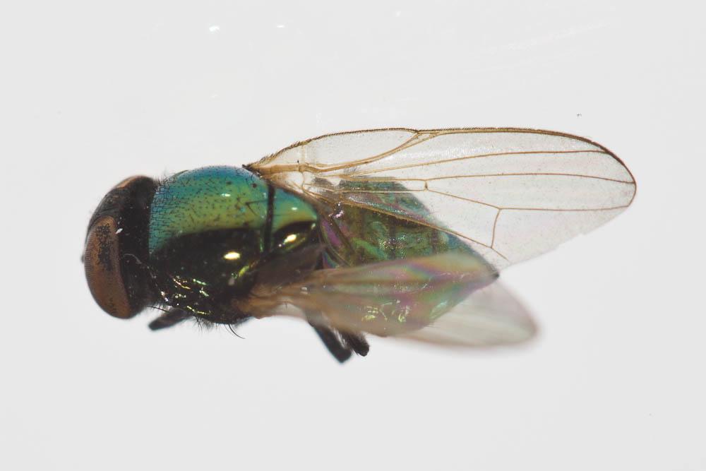 Lamprolonchaea smaragdi (Walker, 1849)