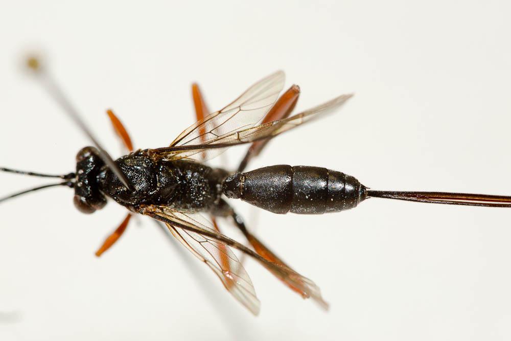 Stenarella domator (Poda, 1761)