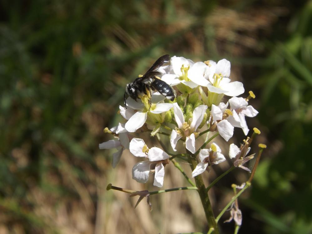 Andrena agilissima (Scopoli, 1770)