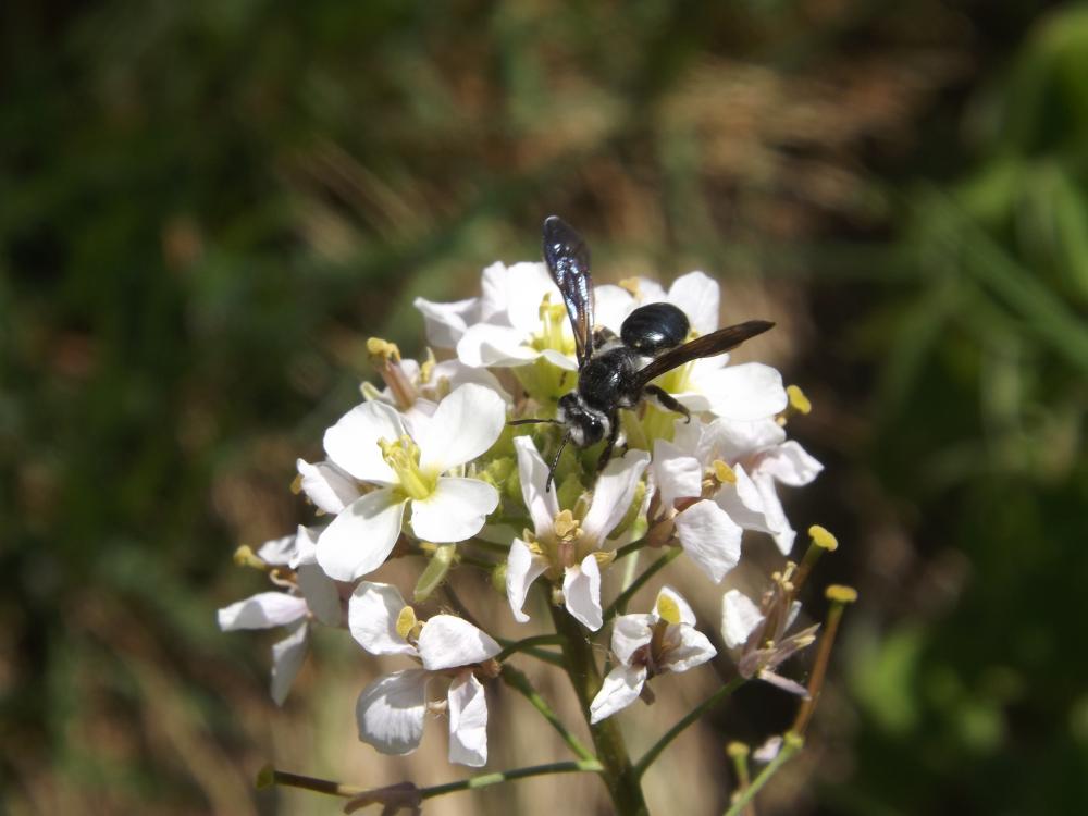 Andrena agilissima (Scopoli, 1770)