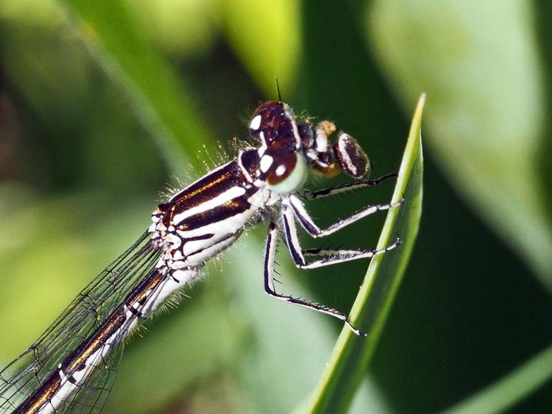 Agrion de Mercure Coenagrion mercuriale (Charpentier, 1840)