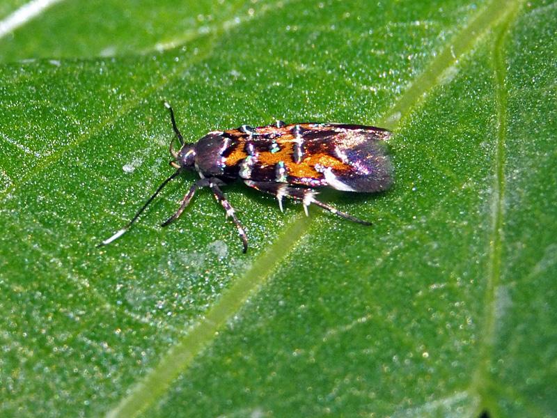 Pancalia leuwenhoekella (Linnaeus, 1760)