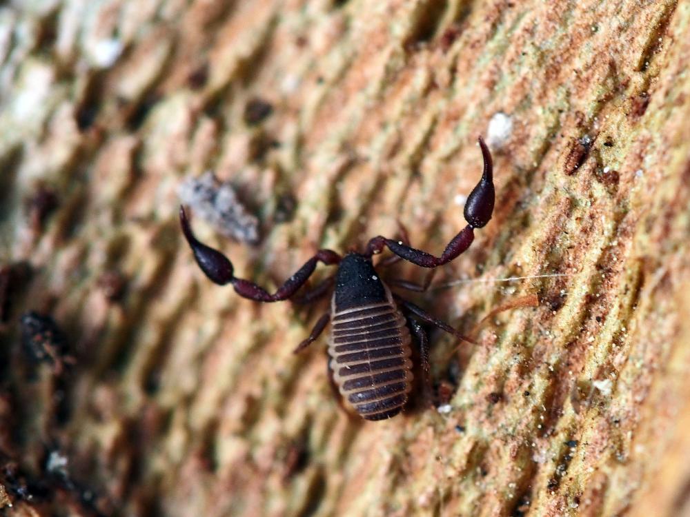 Pseudoscorpions Pseudoscorpiones De Geer, 1778