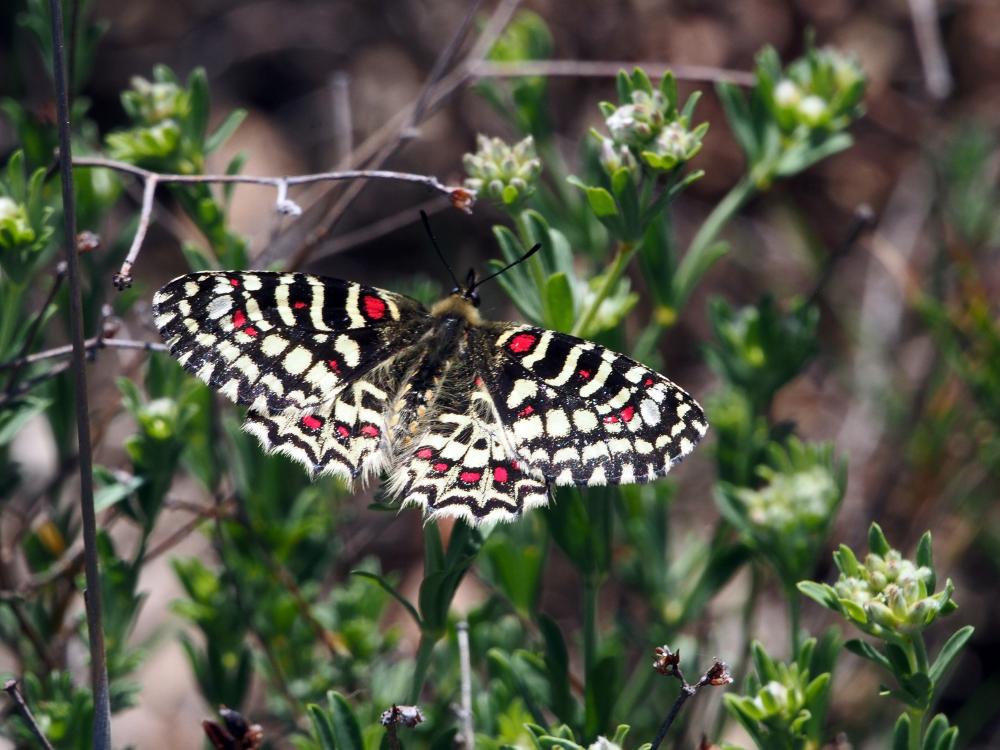 Proserpine (La), Thaïs écarlate (La), Proserpine d Zerynthia rumina (Linnaeus, 1758)