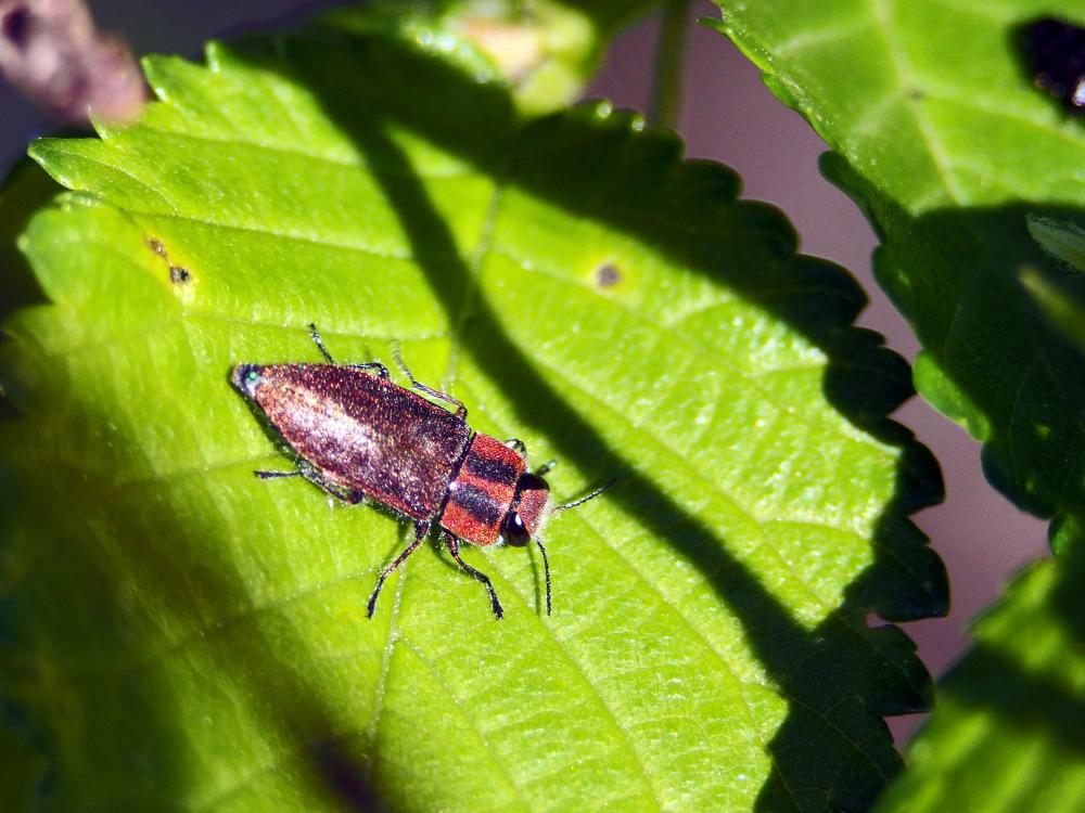  Anthaxia manca (Linnaeus, 1767)