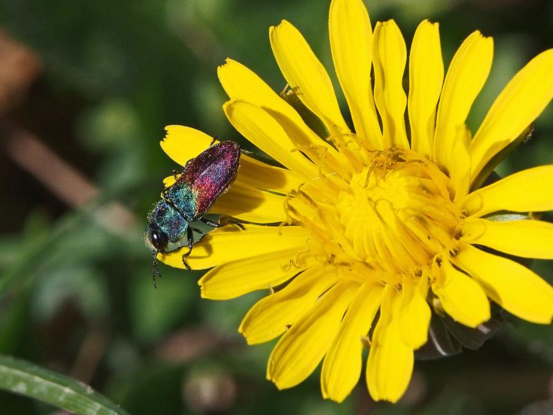 Anthaxie du Saule Anthaxia salicis (Fabricius, 1777)