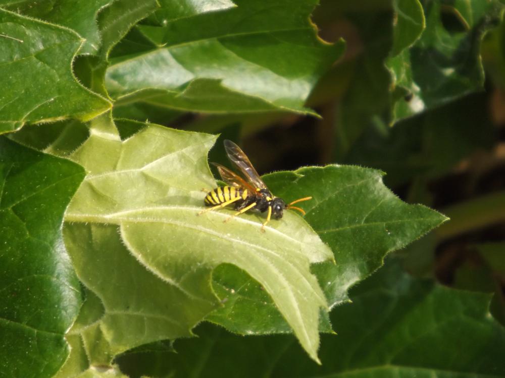 Cephaledo meridiana (Audinet-Serville, 1823)