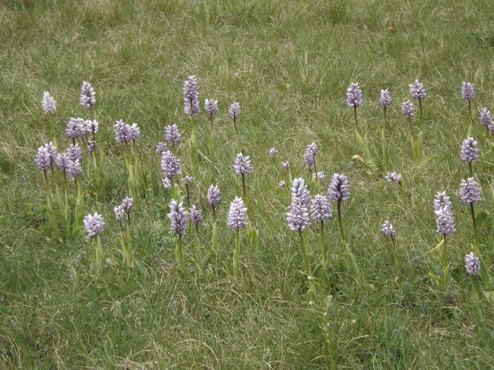 Orchis singe Orchis simia Lam., 1779