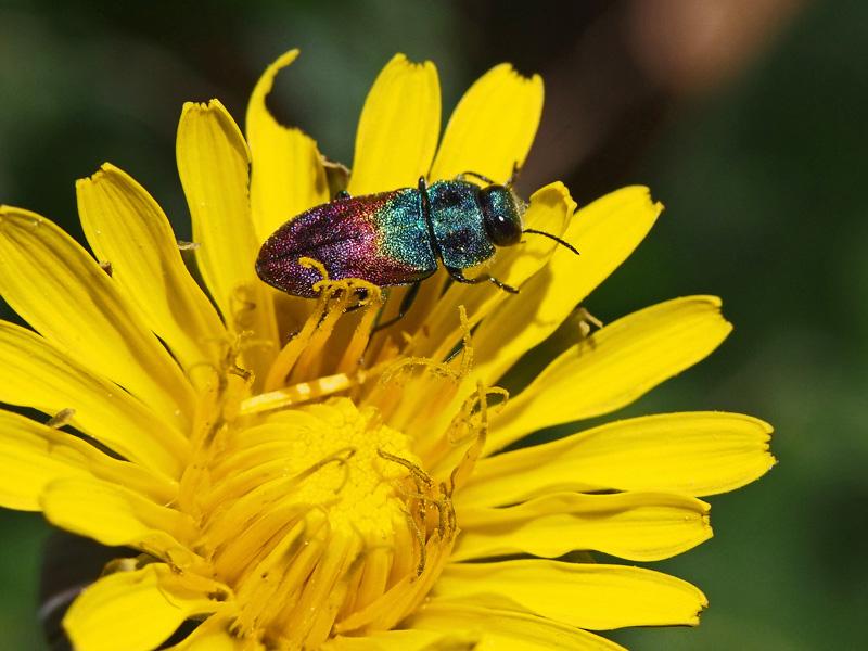 Anthaxie du Saule Anthaxia salicis (Fabricius, 1777)