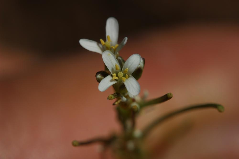 Arabette à fruits aplatis, Arabette des bois Arabis planisiliqua (Pers.) Rchb., 1838