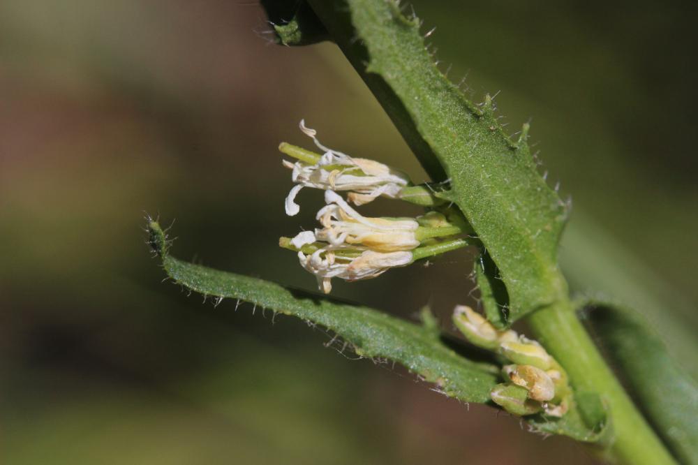 Arabette à fruits aplatis, Arabette des bois Arabis planisiliqua (Pers.) Rchb., 1838