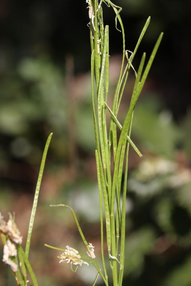 Arabette à fruits aplatis, Arabette des bois Arabis planisiliqua (Pers.) Rchb., 1838