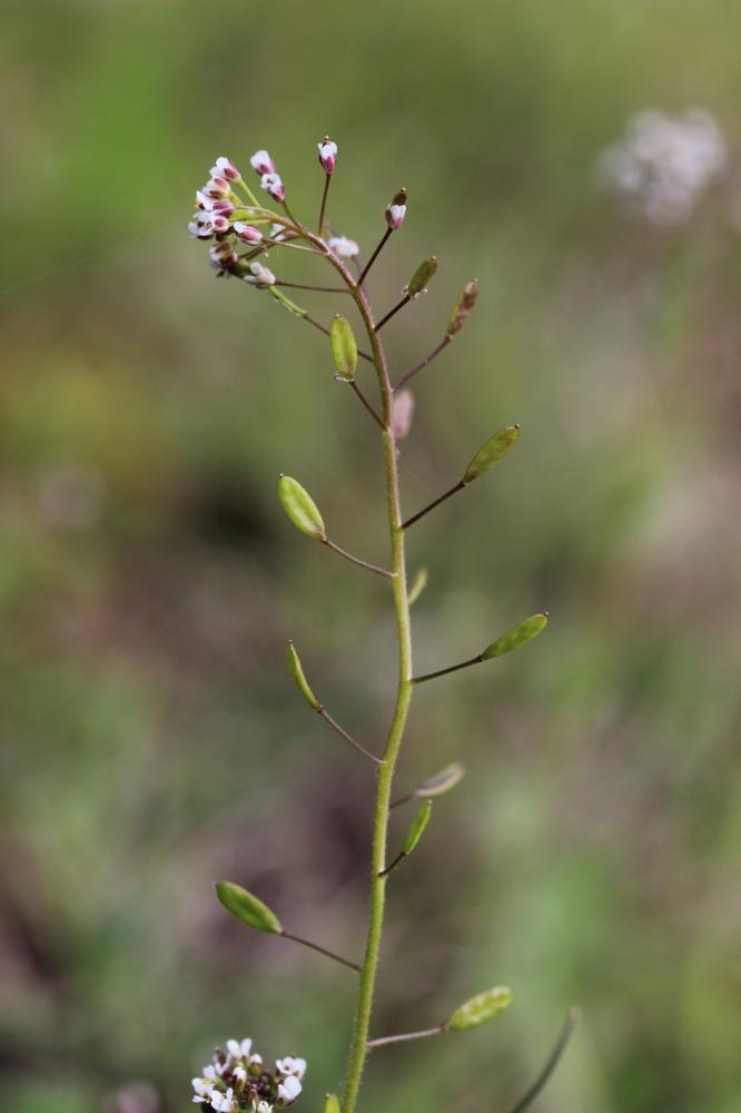 Drave des murailles Draba muralis L., 1753