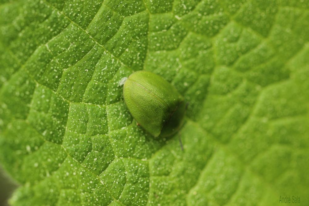 Casside verte Cassida viridis Linnaeus, 1758
