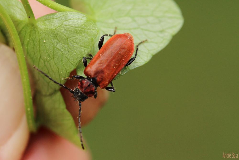 Pyrrhidium sanguineum (Linnaeus, 1758)