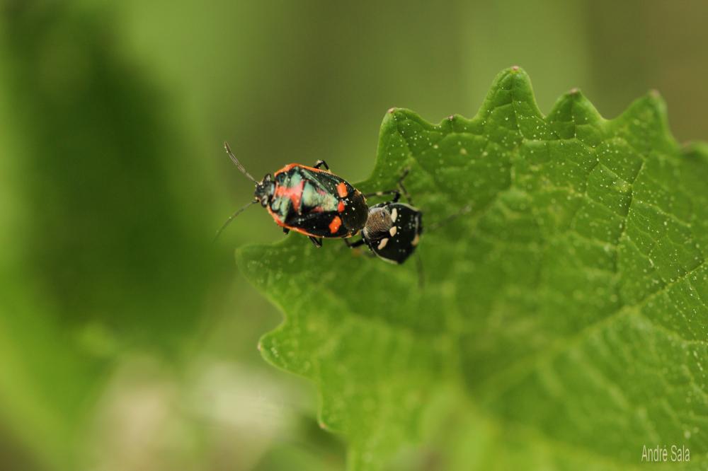 Punaise verte à raies & rouges ou blanches Eurydema oleracea (Linnaeus, 1758)