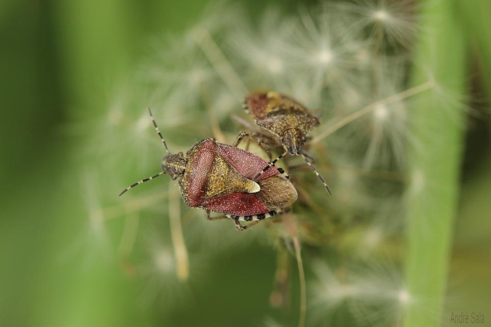 Punaise brune à antennes & bords panachés Dolycoris baccarum (Linnaeus, 1758)