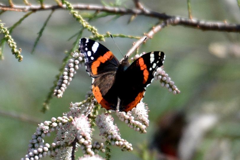 Le Vulcain (Le), Amiral (L'), Vanesse Vulcain (La), C Vanessa atalanta (Linnaeus, 1758)