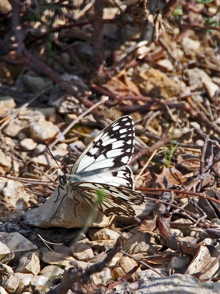 Le Échiquier d'Occitanie (L'), Demi-Deuil occitan (Le Melanargia occitanica (Esper, 1793)