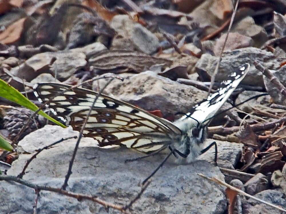 Le Échiquier d'Occitanie (L'), Demi-Deuil occitan (Le Melanargia occitanica (Esper, 1793)
