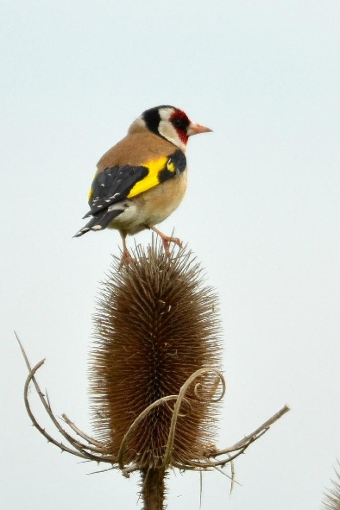 Chardonneret élégant Carduelis carduelis (Linnaeus, 1758)