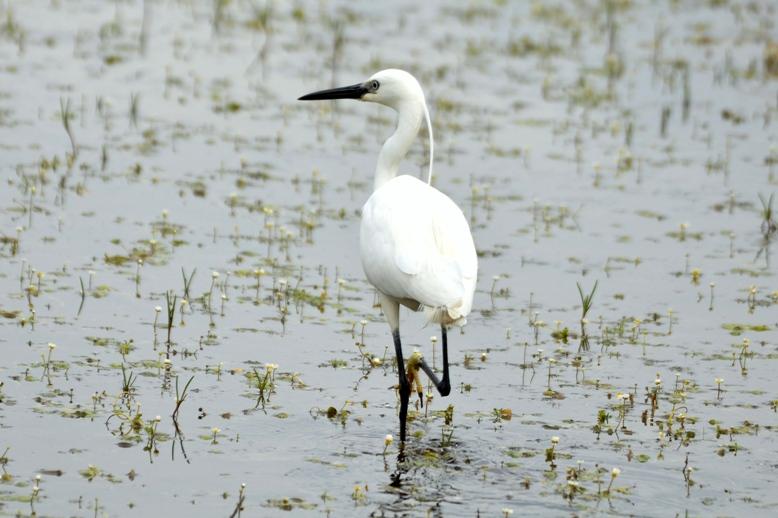 Aigrette garzette Egretta garzetta (Linnaeus, 1766)