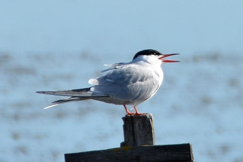 Sterne pierregarin Sterna hirundo Linnaeus, 1758