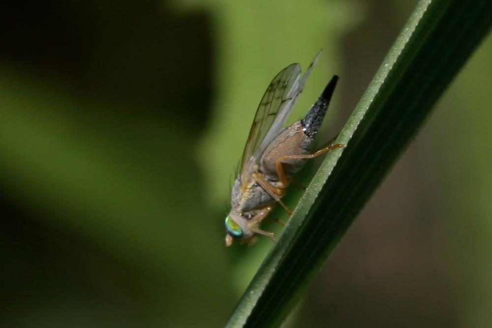 Acanthiophilus helianthi (Rossi, 1794)