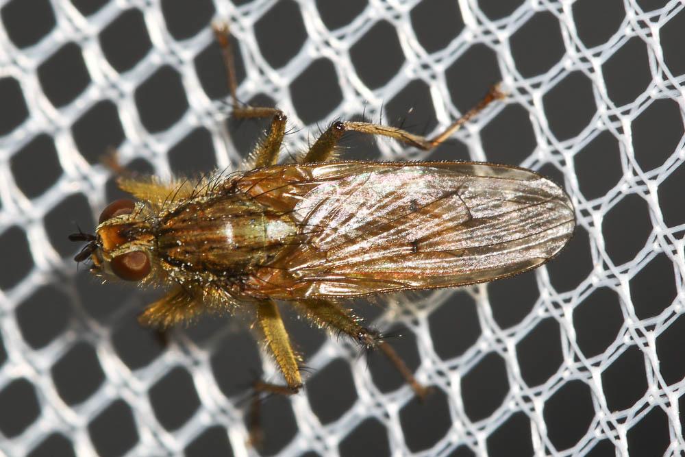 Scathophage du fumier, Mouche à merde Scathophaga stercoraria (Linnaeus, 1758)