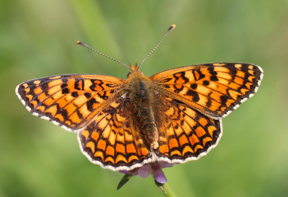 Mélitée des Centaurées (La), Grand Damier (Le) Melitaea phoebe (Denis & Schiffermüller, 1775)