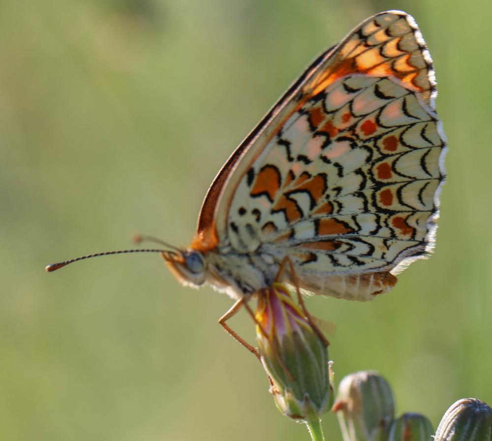 Mélitée des Centaurées (La), Grand Damier (Le) Melitaea phoebe (Denis & Schiffermüller, 1775)