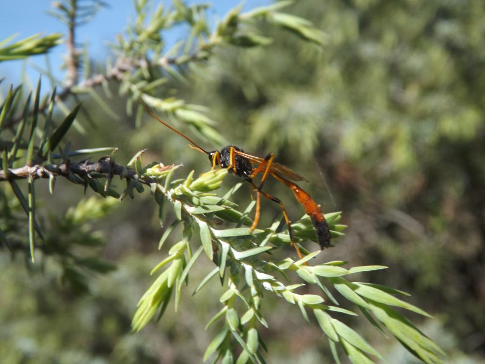 Therion circumflexum (Linnaeus, 1758)